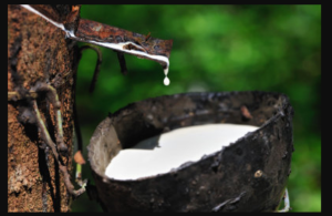 Extraction of rubber for latex