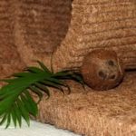 Coconut coir