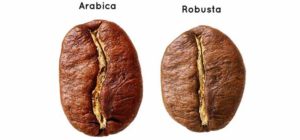 Arabica and Rabusta
