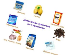 Folk remedies against cockroaches