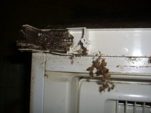 Cockroaches in the refrigerator