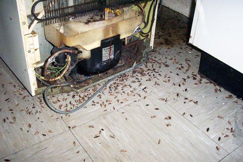 Cockroaches under the refrigerator