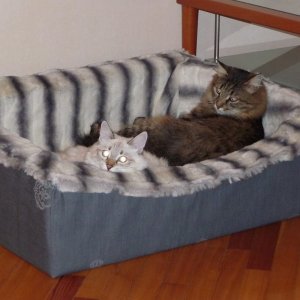 DIY sofa for cats.