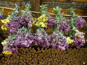 Herbs for making decoctions