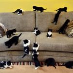 Many cats on the sofa.