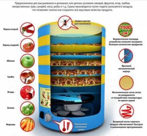 Design and principle of operation of a dryer for fruits and vegetables.