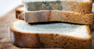 Mold on bread.