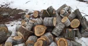 poplar firewood