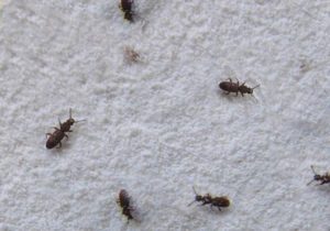 Bugs in the kitchen cabinet