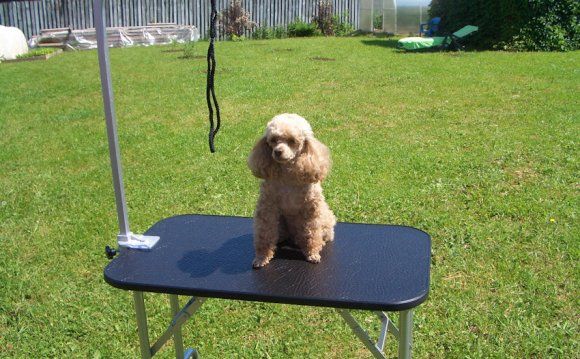 DIY dog grooming table