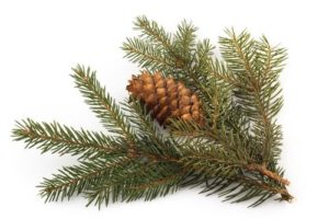 spruce branch