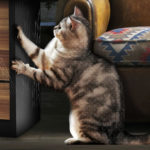 How to remove scratches from furniture