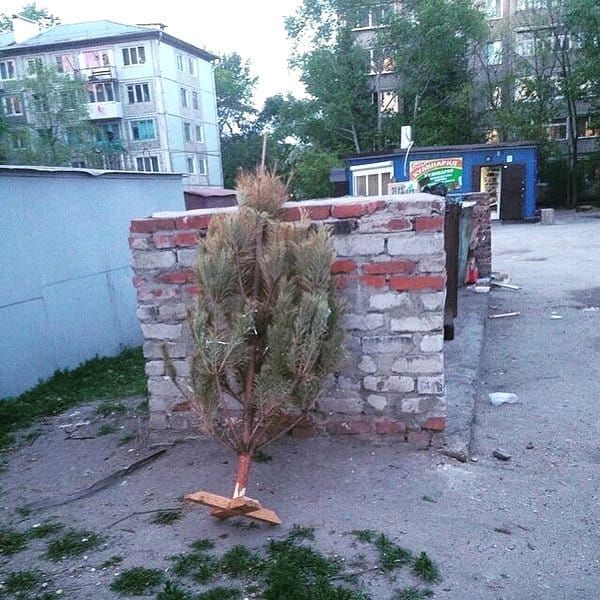 Christmas tree by the trash bin