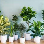 healing indoor plants