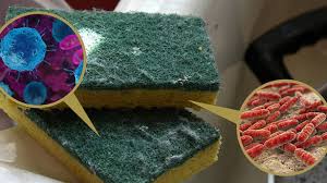 Dish sponge