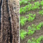 How to sow carrots