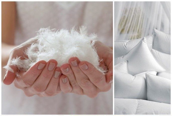 Feather from a pillow.