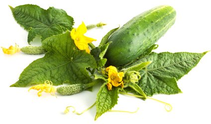 Cucumber