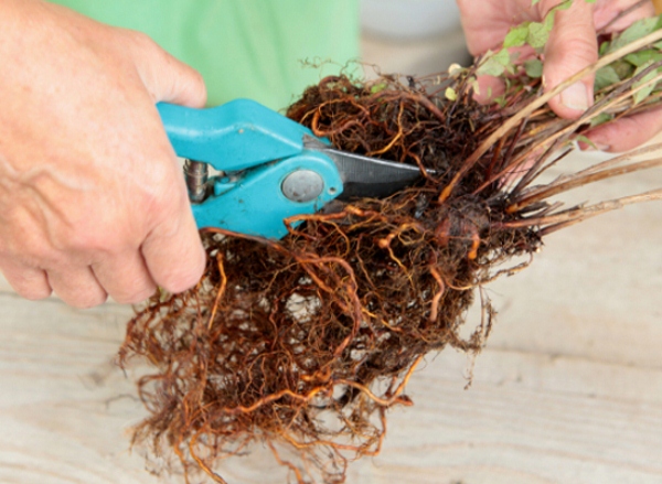 Dividing a chrysanthemum bush