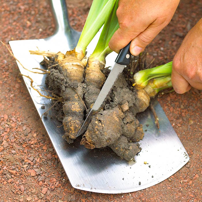 Division of rhizomatous iris