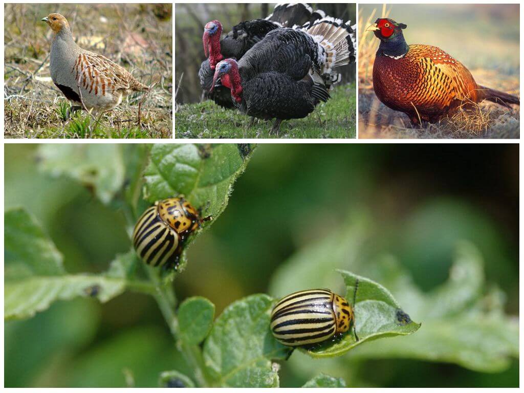 Birds happily eating the Colorado potato beetle
