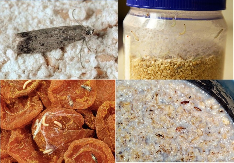 Where can food moths appear?