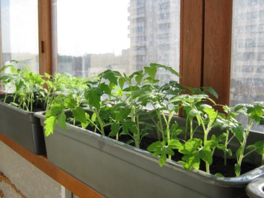What can you grow on your windowsill?