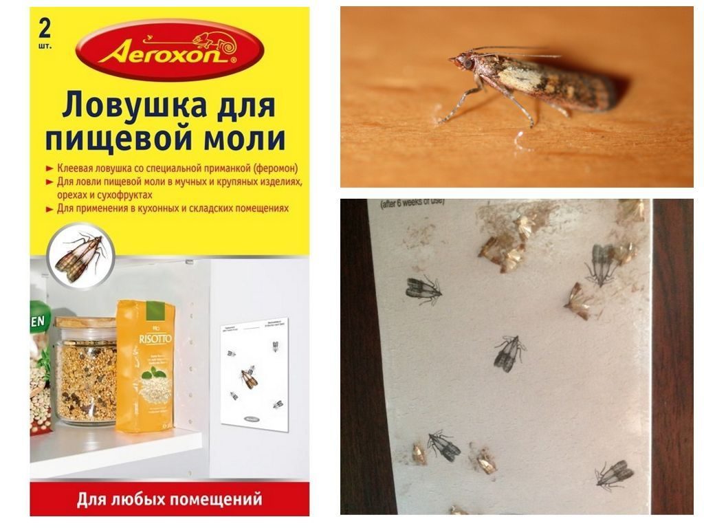 Trap for food moths.