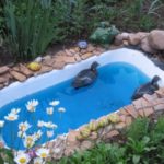 Pond from an old bathtub.