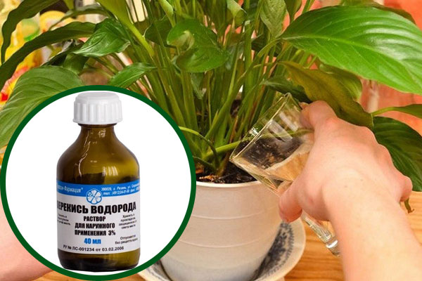 caring for indoor plants