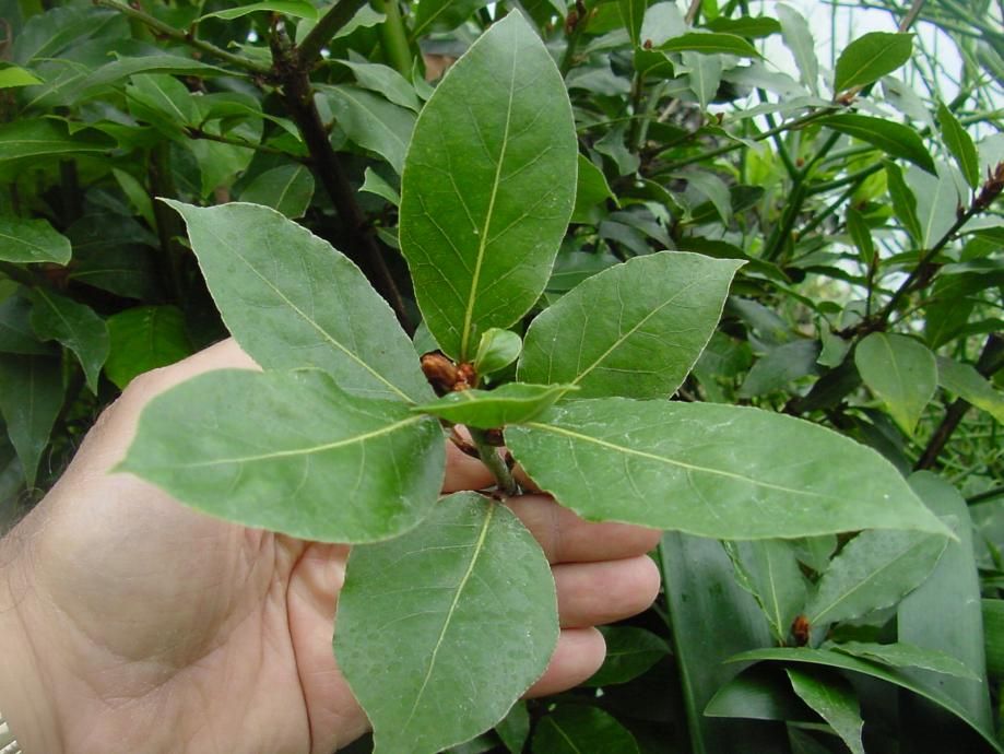 Bay leaf