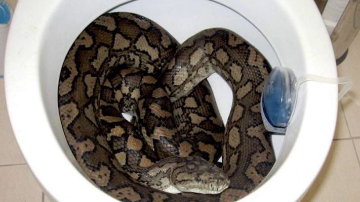 What could come out of your toilet? Real stories