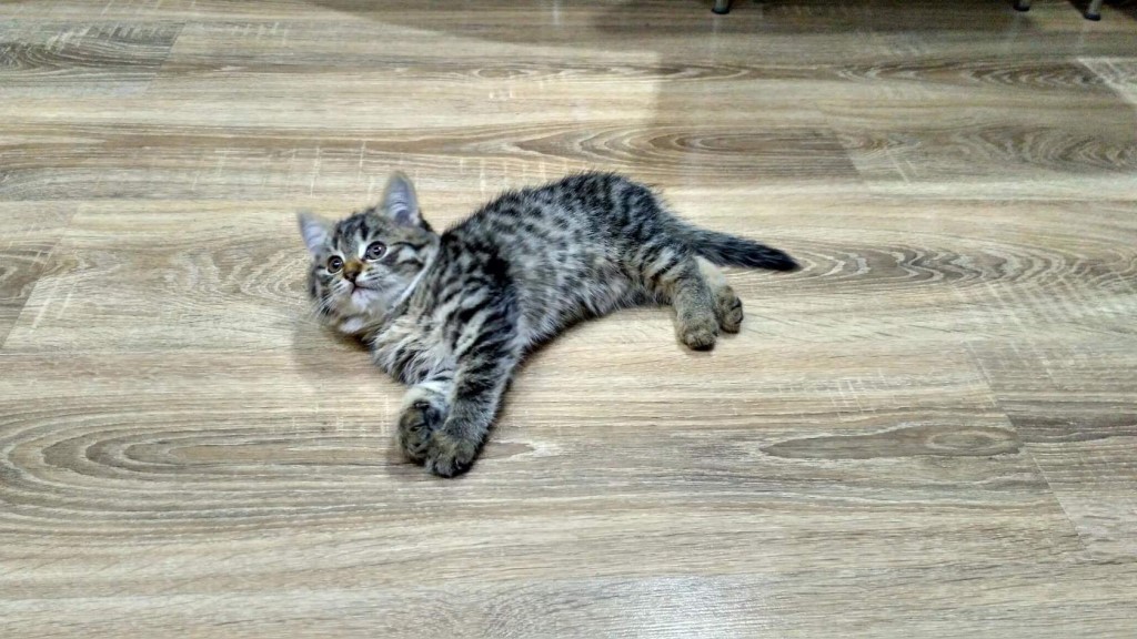 How we chose laminate flooring for a cat