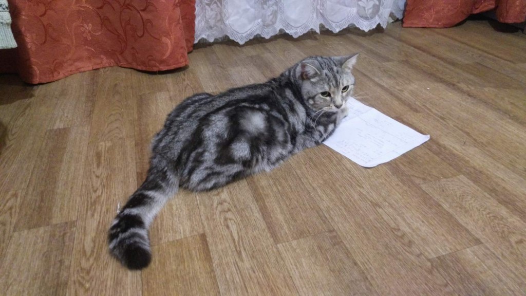 cat on laminate
