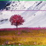 What is crop in a camera?