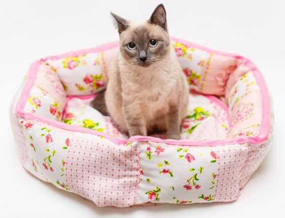 Pet bed