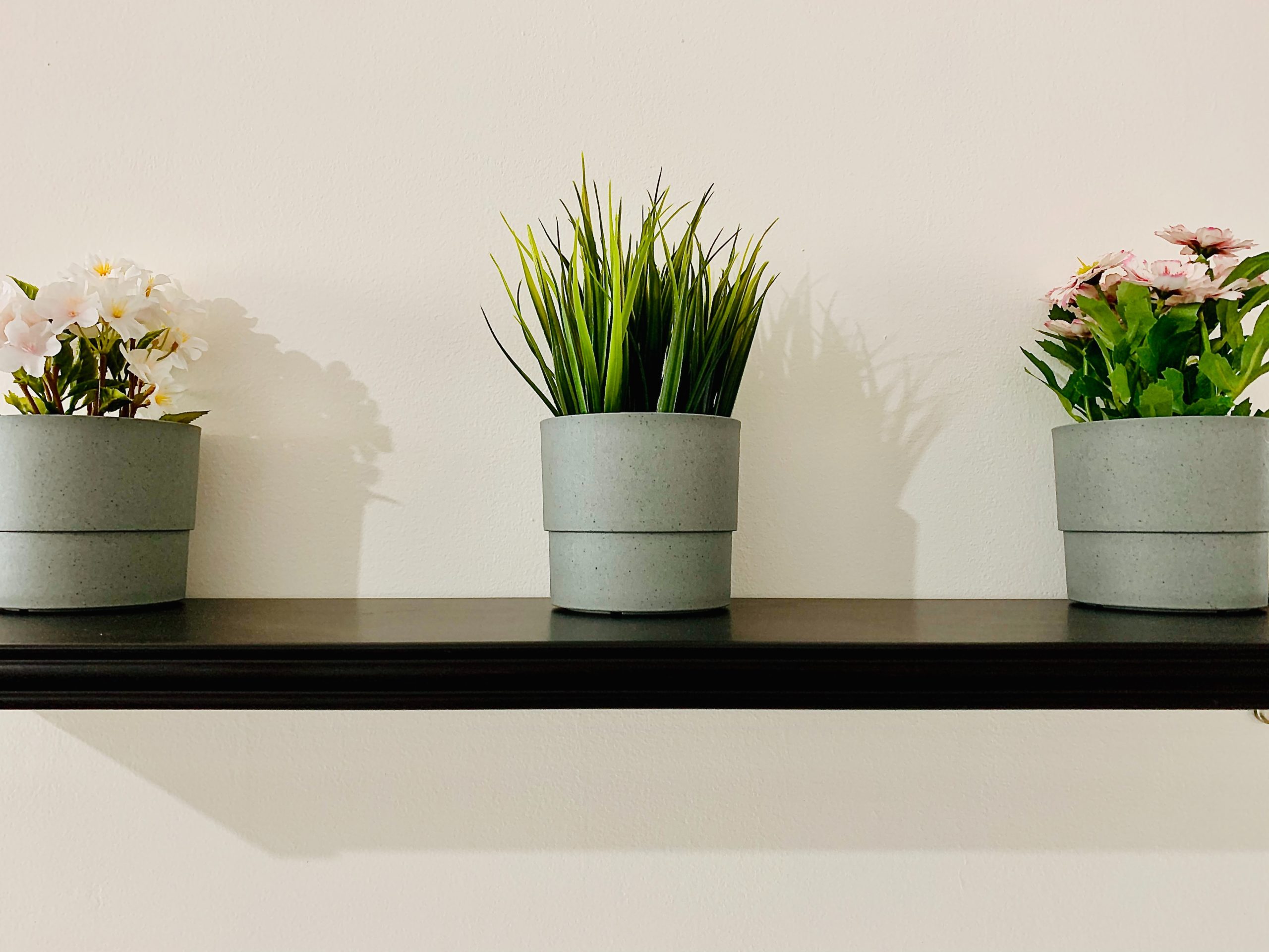 Panloob na mga bulaklak