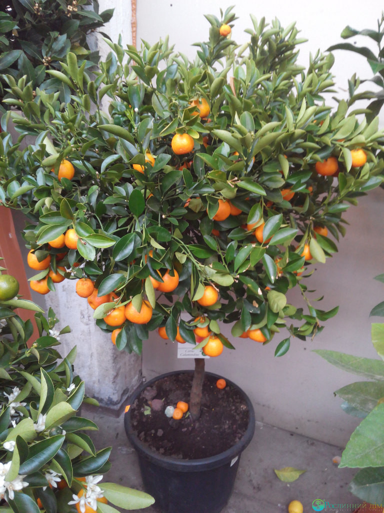 Citruses in a pot