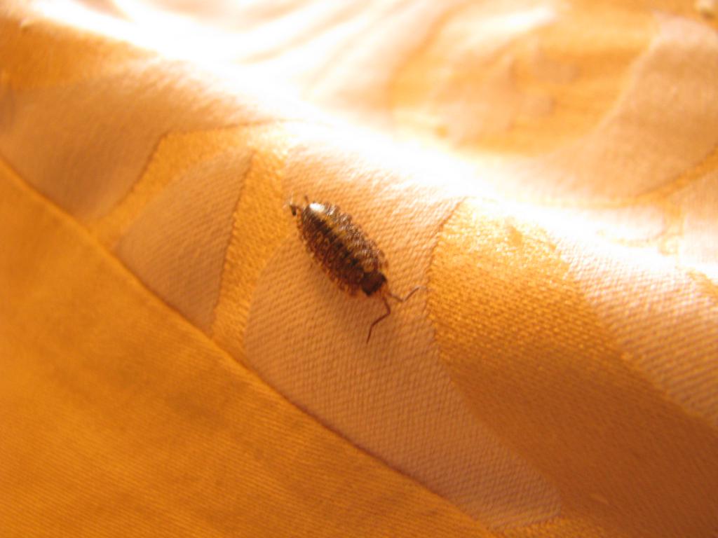 wood lice in the mattress