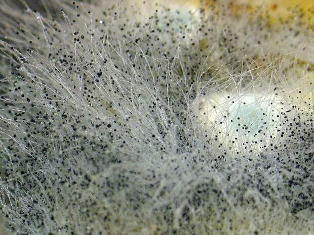 mold in the mattress