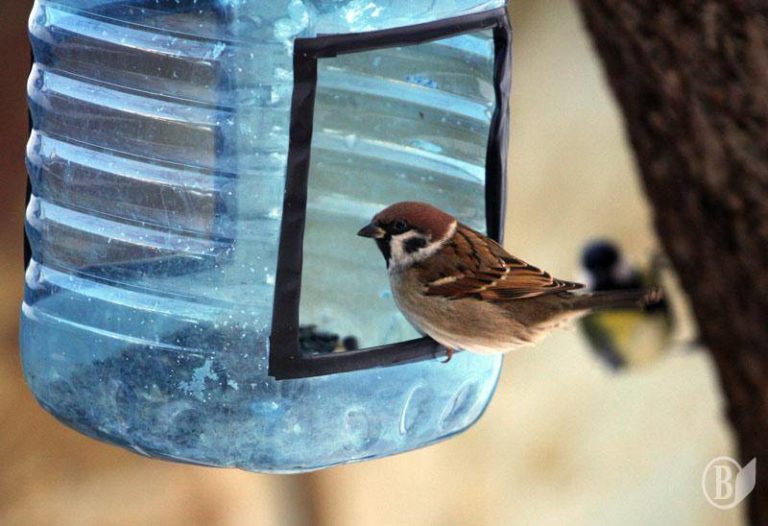 bird feeder from 5 liter bottle