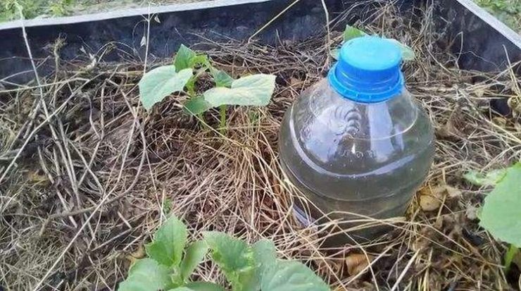 drip irrigation from a bottle