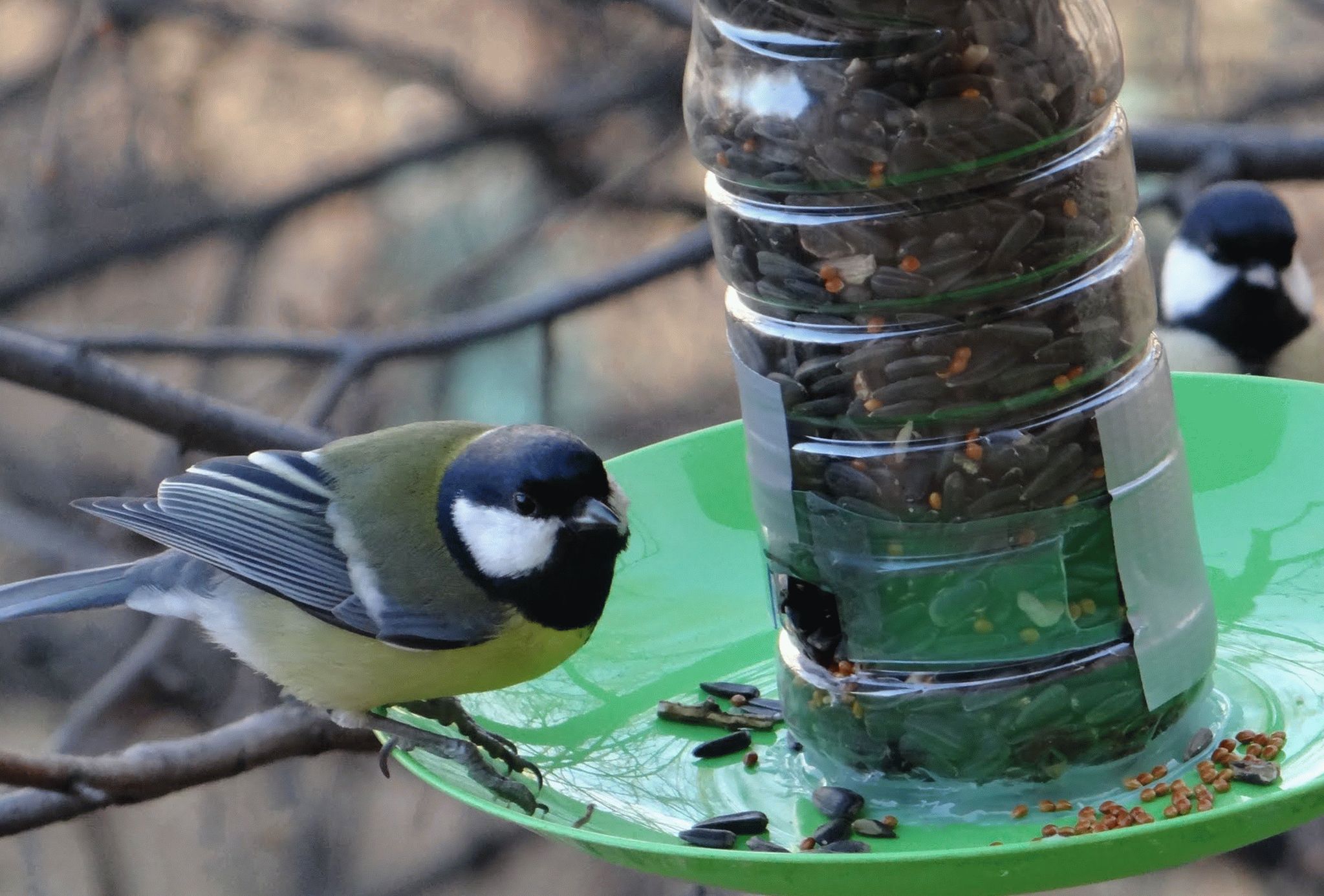 bird feeder made from a plastic bottle