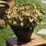 Coleus