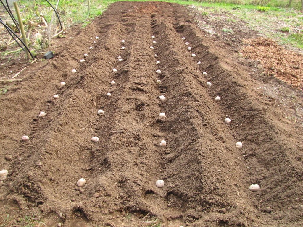 planting potatoes with foil