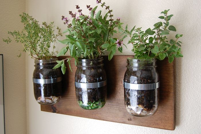 Plants in glass jars