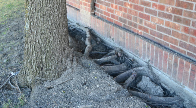 Destruction of the foundation by the root system of a tree