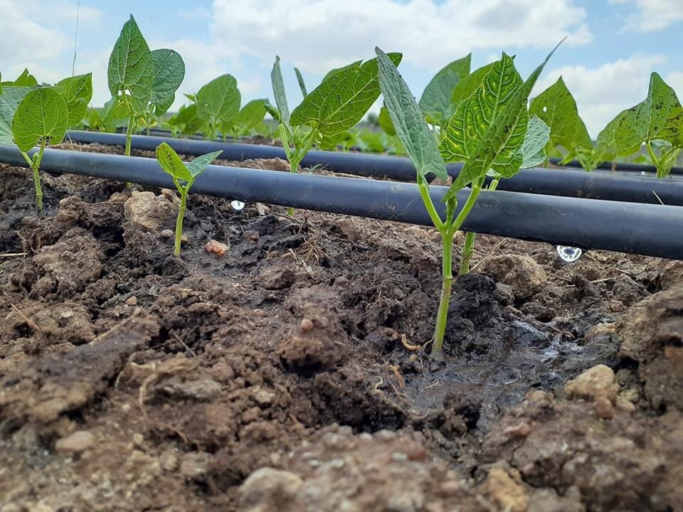 Drip irrigation