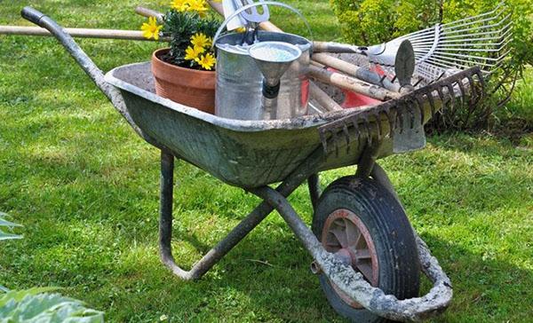 Garden wheelbarrow.