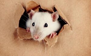Do mice chew drywall?